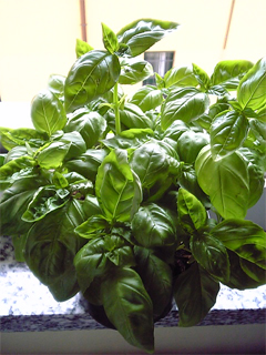 basilico