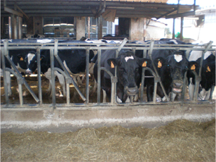 fattoria01